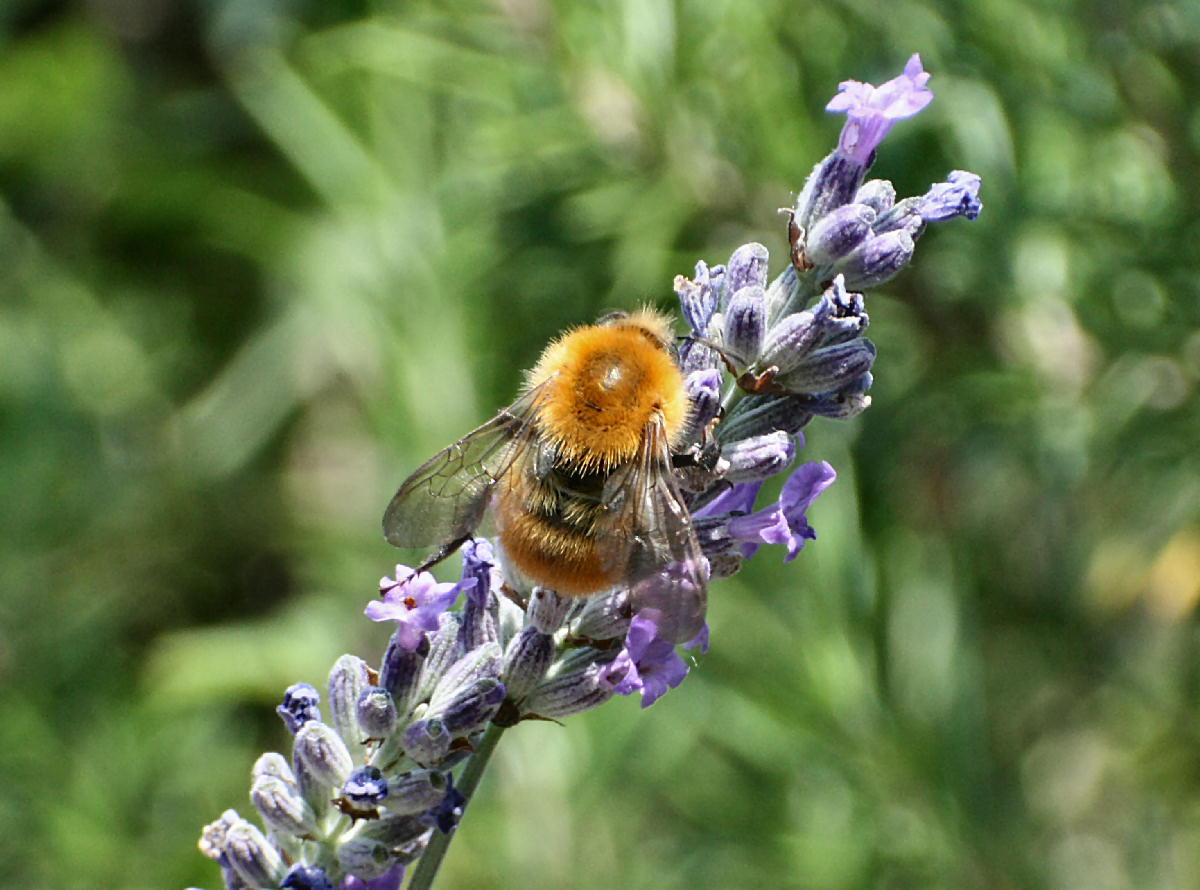 Bombus pasquorum   ???